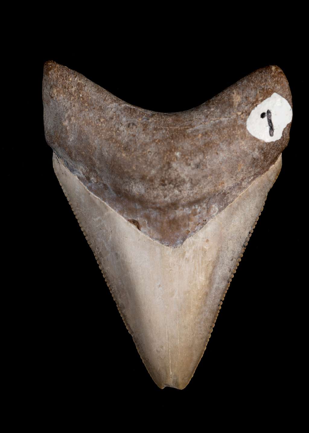 Une dent de mégalodon peut mesurer jusqu’à près de 18 centimètres. Elle autorisait le requin gigantesque à s’attaquer à des proies charnues de type baleines ou dauphins. © Kristen Grace, Musée d’histoire naturelle de Floride