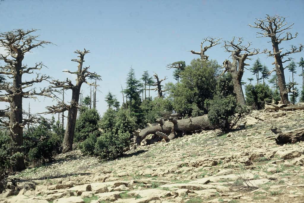 Ici, une photo montrant un événement de dépérissement historique en 1993 dans une forêt de cèdres de l’Atlas (Maroc). © Csaba Mátyás, Université de Sopron