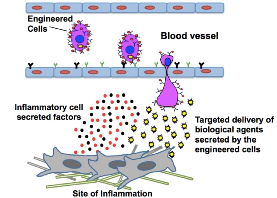 Ce schéma explique les mécanismes en jeu dans cette expérience. Les CSM génétiquement modifiées (e<em>ngineered Cells</em>) se fixent au niveau des récepteurs des vaisseaux sanguins, à proximité des régions en situation d'inflammation. Les CSM traversent la paroi et sécrètent l'IL-10 (en jaune) qui contrecarre les effets des facteurs inflammatoires sécrétés (i<em>nflammatory cell secreted factors</em>). © Jeffrey Karp