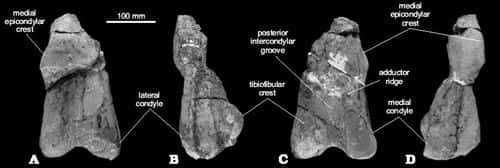 Partie de fémur du Glacialisaurus hammeri vue sous quatre angles différents. Crédit Acta Palaeontologica Polonica