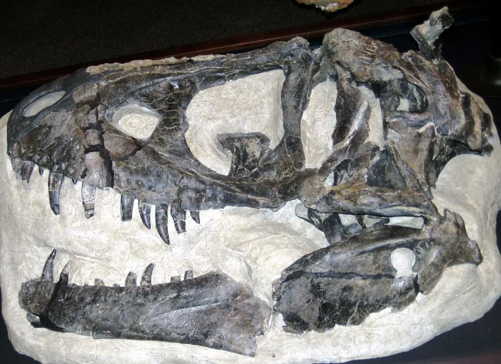Le fossile de <em>Daspletosaurus horneri</em> qui sert de référence pour définir cette espèce se trouve au musée des Rocheuses, Bozeman, Montana, États-Unis. © James St. John, cc by sa 20