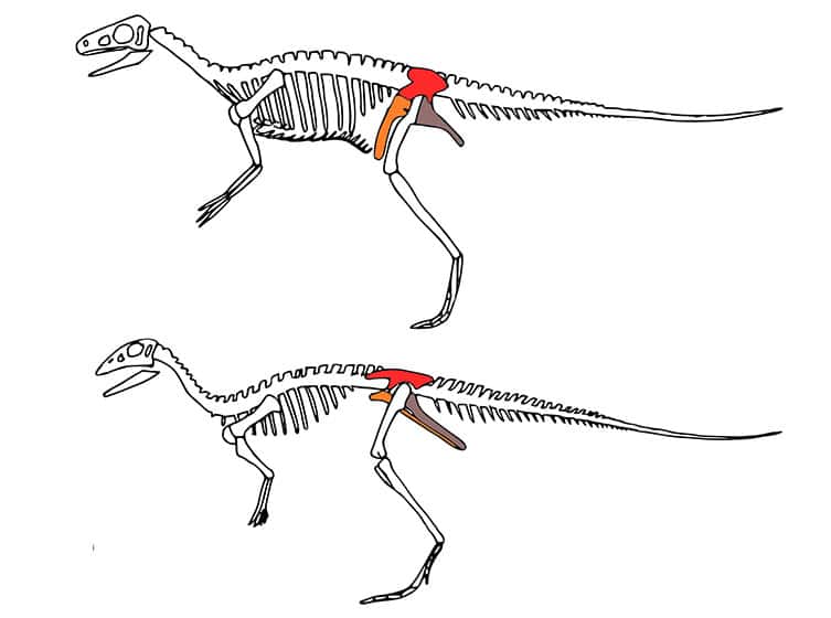 Les dinosaures ont initialement été divisés en deux groupes selon la forme de leurs bassins, les saurischiens en haut, les ornitischiens en bas. © DP