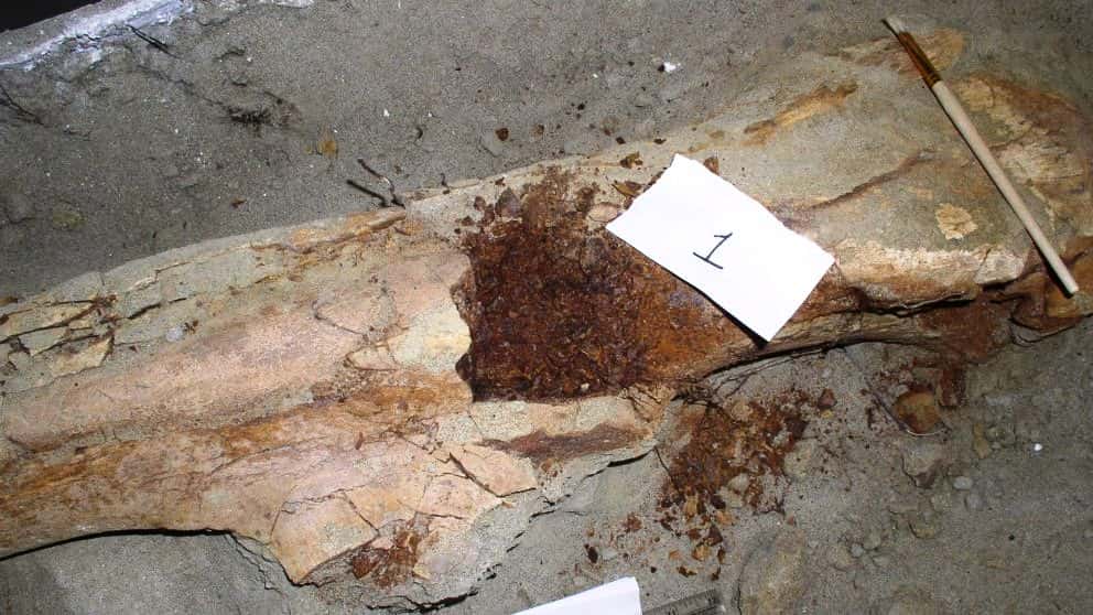 Les restes fossilisés d'un fémur de <em>Brachylophosaur canadensis</em> momifié. © 2017 NC State University