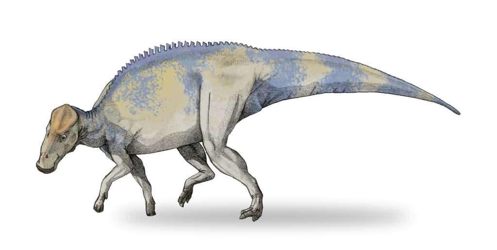 Une reconstitution d'artiste de <em>Brachylophosaur canadensis. </em>© Debivort Wikipédia, cc by sa 3.0