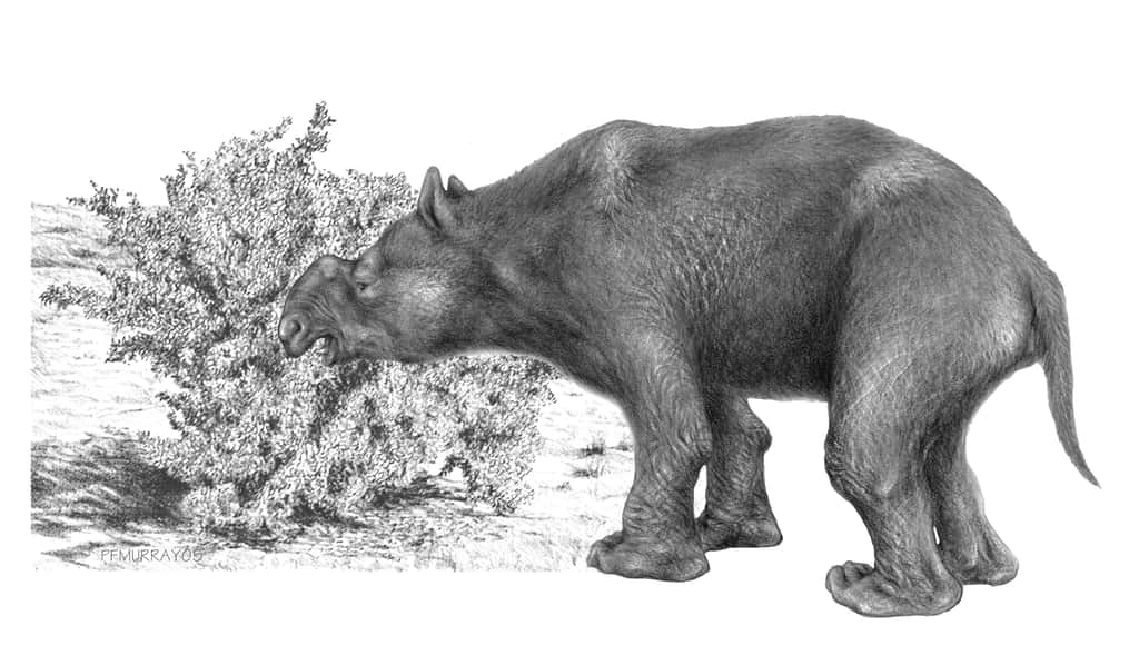 Le diprotodon était le plus grand marsupial. Sa taille était plus grande que celle d'un humain. © Peter Murray