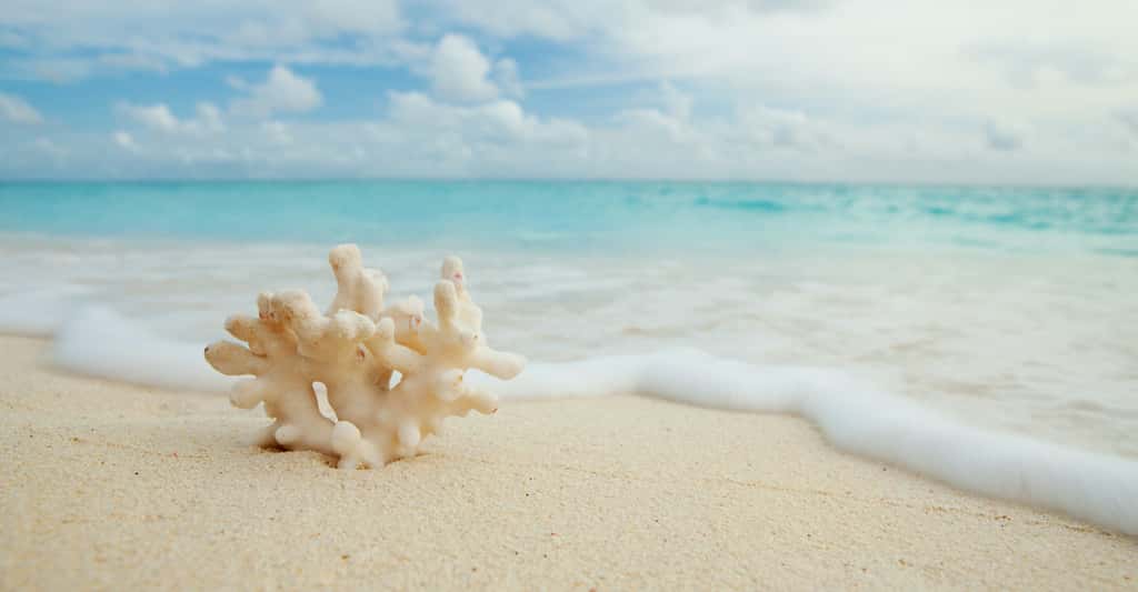 D’après les travaux des chercheurs de l’université de Bangor (Royaume-Uni), les récifs coralliens des Caraïbes pourraient, quant à eux, disparaître en seulement 15 ans, une fois leur point de non-retour atteint. Le résultat de la pollution et de l’acidification des océans. © Dmitry Sunagatov, Adobe Stock