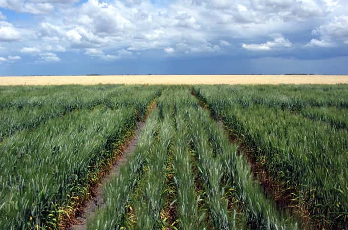 Sans problème de salinité, la production de blé dans les champs expérimentaux s'est élevée à 2,5 tonnes par hectare. La présence d'une forte concentration de sel diminue ce nombre de moitié pour les espèces intolérantes. © Crisco