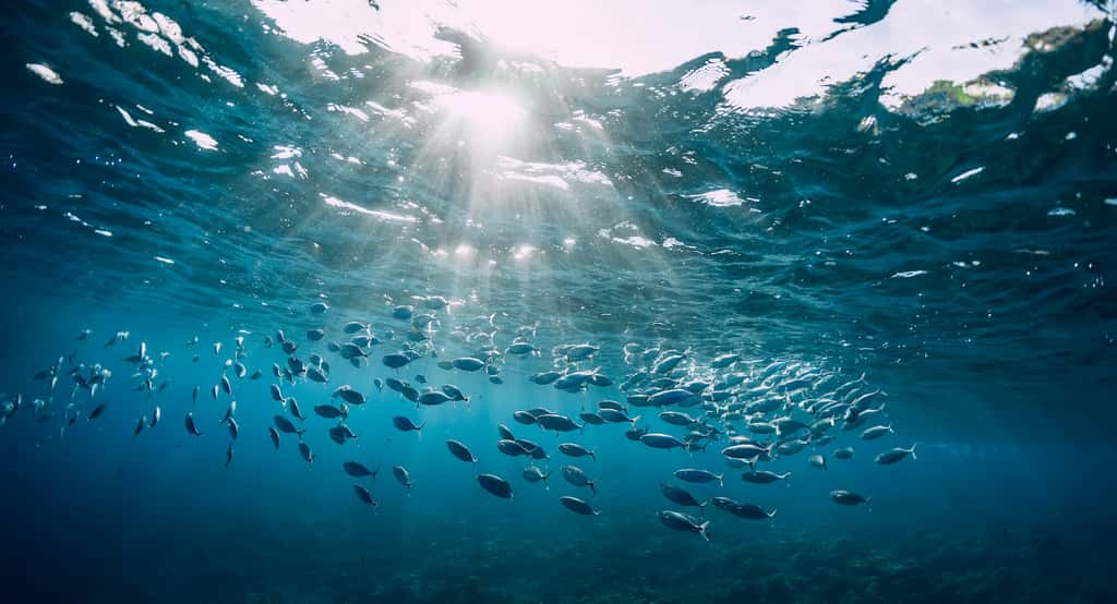 L'eau rejetée en mer n’est en fait pas tout à fait perdue parce qu’elle apporte des nutriments au milieu marin, par exemple. © artifirsov, Adobe Stock