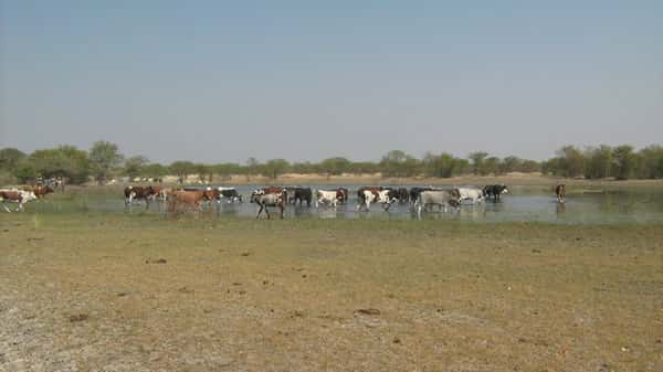 Le nord de la Namibie peut être soumis à de fortes pluies. L'eau apportée, en plus de former des lacs temporaires, pourrait également participer au rechargement de la nappe phréatique lorsqu'elle sera exploitée. © BGR