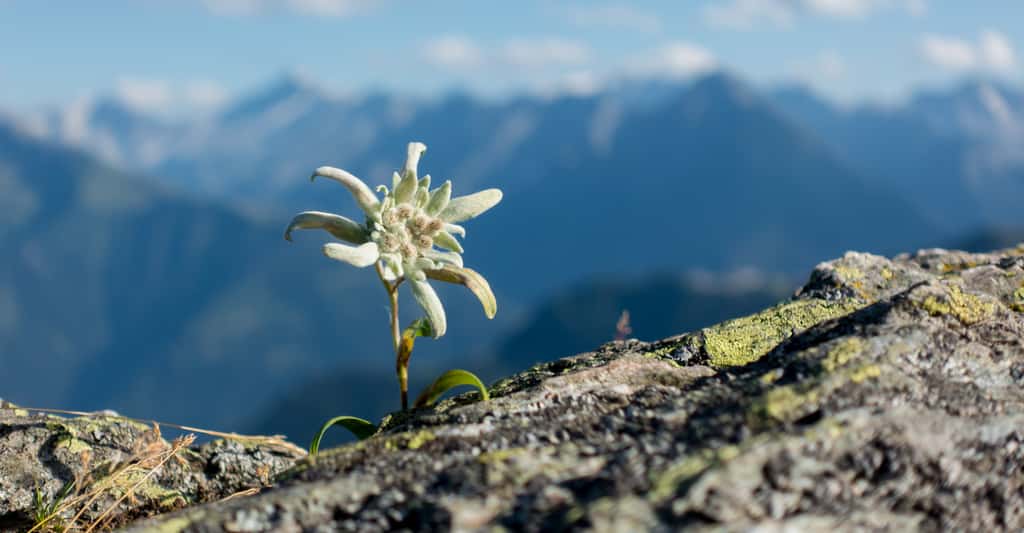 Edelweiss : caractéristiques d'une plante rare et protégée (Leontopodium alpinum)