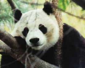 Si une envie vous prend de vous déguiser en panda, vous pourrez toujours dire que c'est pour les sauver. © www.msu.edu