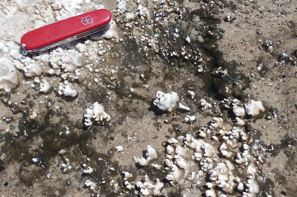 Les formes et les tailles des nodules de silice produits par des micro-organismes visibles sur cette photo prise au bord des sources chaudes d'El Tatio, au Chili, sont très similaires à celles des nodules de silice découverts par Spirit sur Mars. © Steve Ruff