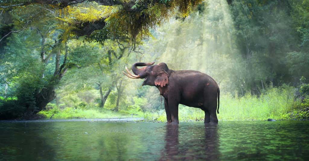 L’éléphant d’Asie se plaira-t-il dans l’écosystème arctique ? © goodze, Adobe Stock