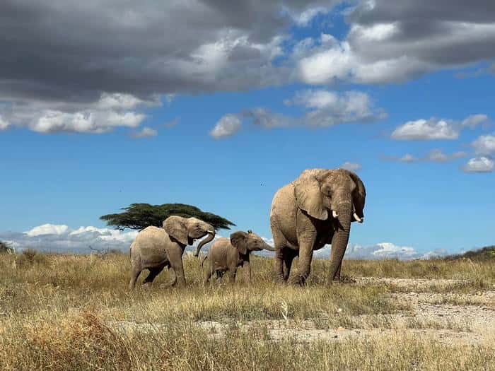 Pendant 14 mois, les chercheurs ont étudié les éléphants sur le terrain au Kenya. Ils ont enregistré près de 500 appels distincts. © George Wittemyer, Université de l’État du Colorado