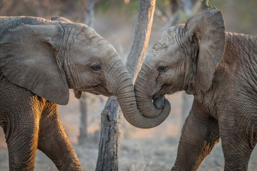 En écoutant des éléphants d’Afrique, des chercheurs de l’université de l’État du Colorado (États-Unis) ont découvert qu’ils s’appellent par des prénoms. © simoneemanphoto, Adobe Stock