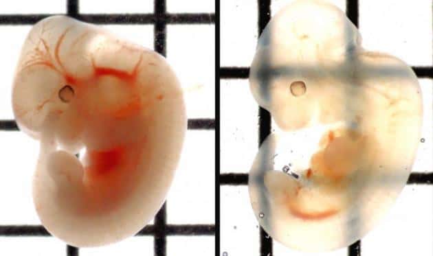 Un embryon de souris rendu transparent (à droite) grâce à la solution SeeDB. © Institut Riken