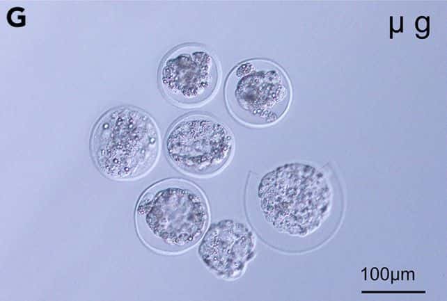 Ces embryons de souris se sont développés à bord de l’ISS. Mais il reste beaucoup à explorer pour savoir si des mammifères comme nous peuvent se reproduire dans l’espace. Les étapes suivantes de développement se seraient-elles bien déroulées in utero ? Qu’en serait-il du développement musculosquelettique du fœtus ? Quel serait l’effet des radiations ? © Wakayama et al., iScience
