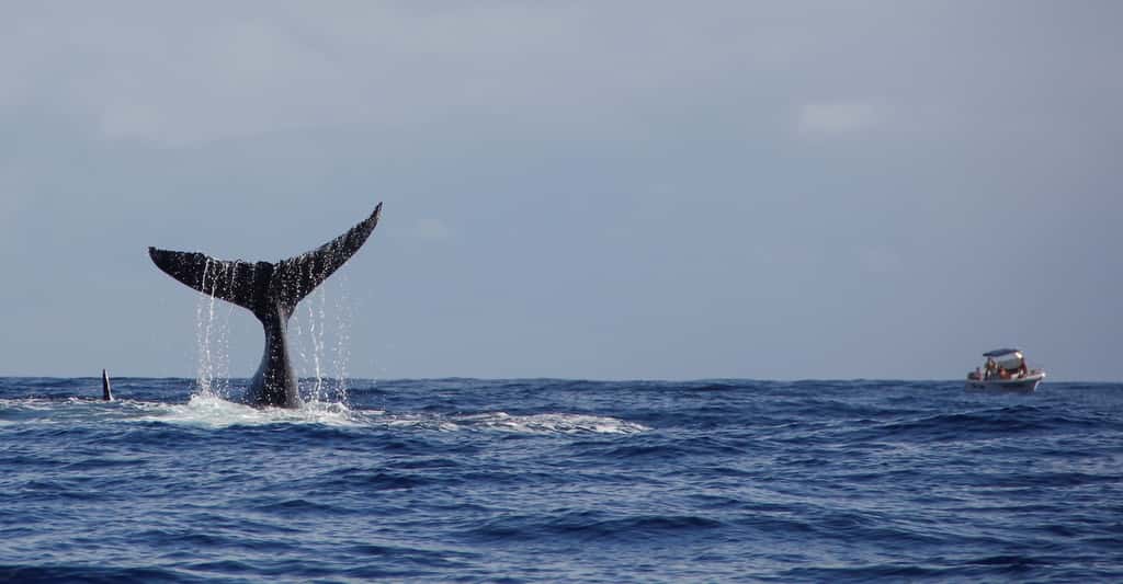 La technologie dite <em>distributed acoustic sensing</em> (DAS) n’enregistre pas que les baleines. Elle enregistre aussi d’autres sons. Ceux des bateaux, par exemple. De quoi, en croisant les données, étudier la réponse des baleines à certaines perturbations extérieures. Comme le passage d’un bateau… © aylerein, Adobe Stock