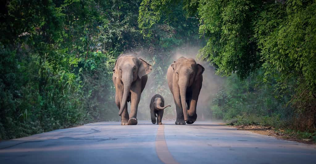 Des chercheurs indiens ont étudié les comportements des éléphants d’Asie après la mort d’un de leurs petits. Et ils ont découvert qu’ils ne font pas que pleurer le disparu, mais qu’ils l’enterrent aussi. © somchairakin, Adobe Stock