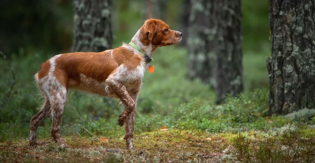 Couper la queue d’un chien l’empêche-t-il de bien communiquer ? Les chercheurs posent la question. © Olga Rudchenko, Adobe Stock