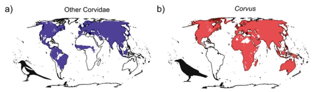 Cette carte montre la présence des corbeaux dans le monde, en rouge, et celle d’autres membres de la famille des corvidés, en bleu. © <em>Botero lab</em>, <em>Nature Communications</em>