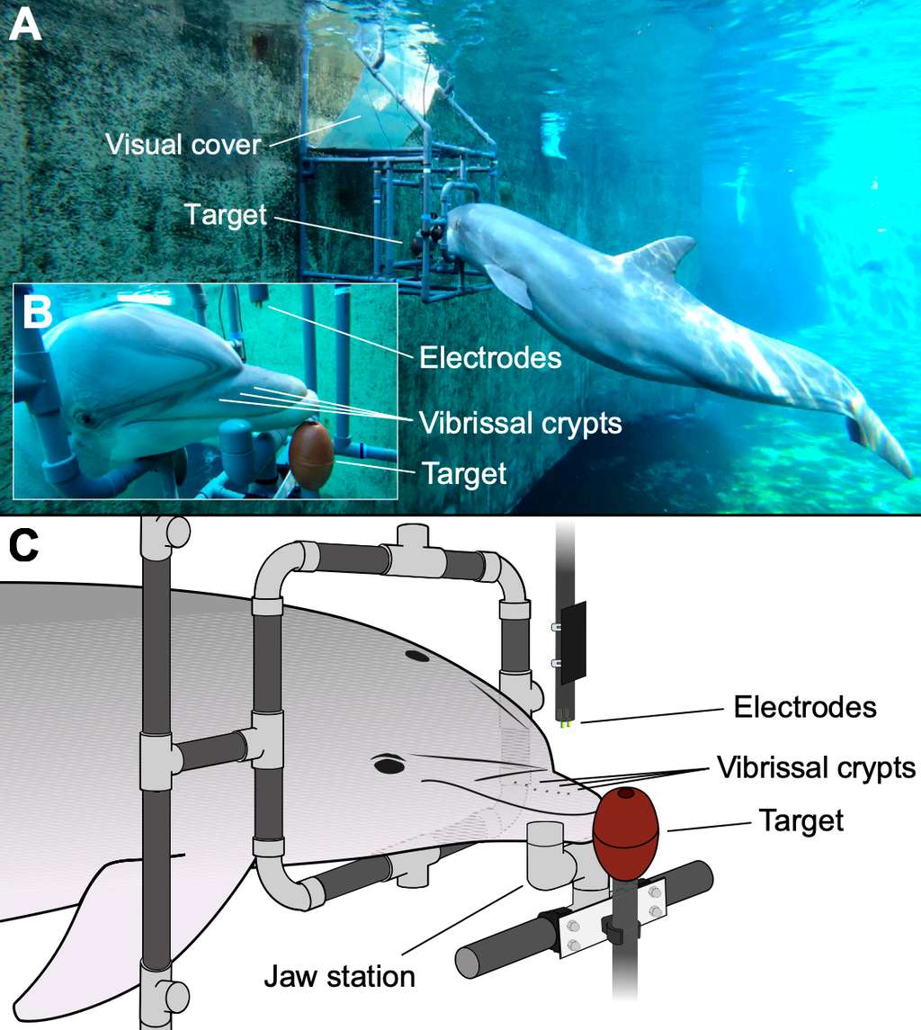 Les chercheurs ont entraîné deux Grands dauphins à poser leur museau contre une barre de métal avec des électrodes. Et à s’éloigner dans les 5 secondes s’ils détectaient un champ électrique généré par l’expérimentateur. S’ils ne détectaient rien, ils devaient rester immobiles au moins 12 secondes. © Hüttner et <em>al</em>.,<em> Journal of Experimental Biology</em>, 2023