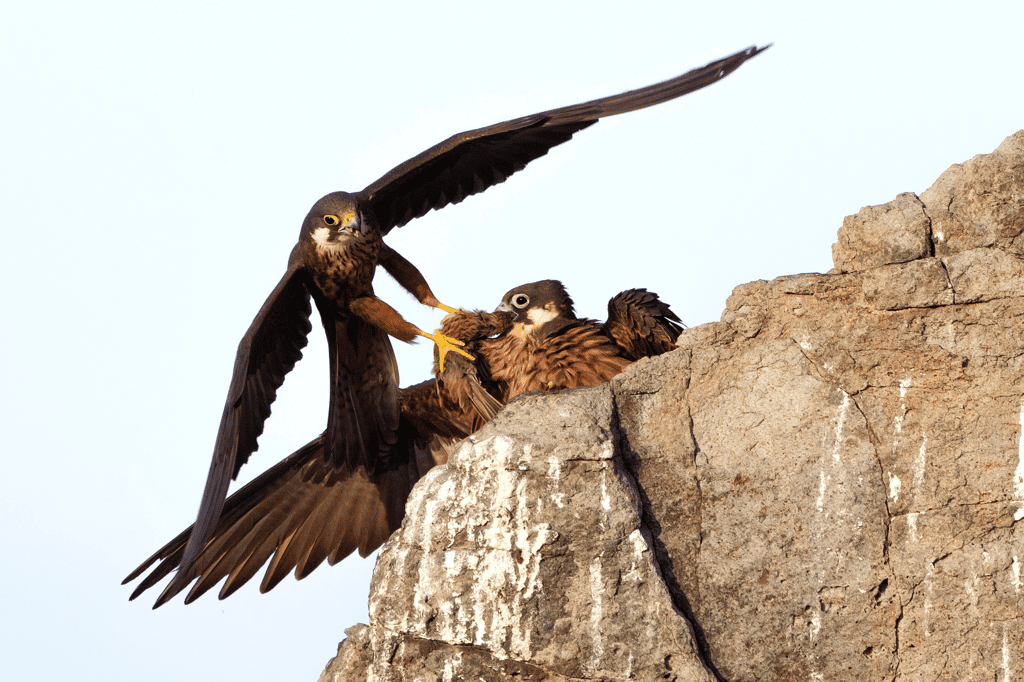 Le cadeau d’un faucon d’Éléonore à un autre. © Alberto Fantoni, <em>Wildlife Photographer of the Year 2020</em>