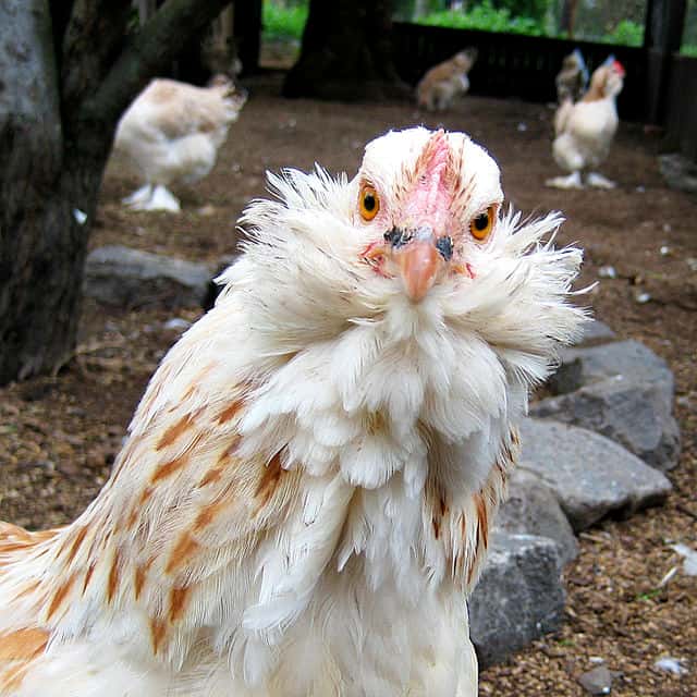 Caractérisée par une silhouette puissante et un plumage abondant, la race de poule Faverolles est originaire de la commune du même nom, dans le département d'Eure-et-Loir. © Fernando de Sousa, Wikimedia Commons, cc by sa 2.0