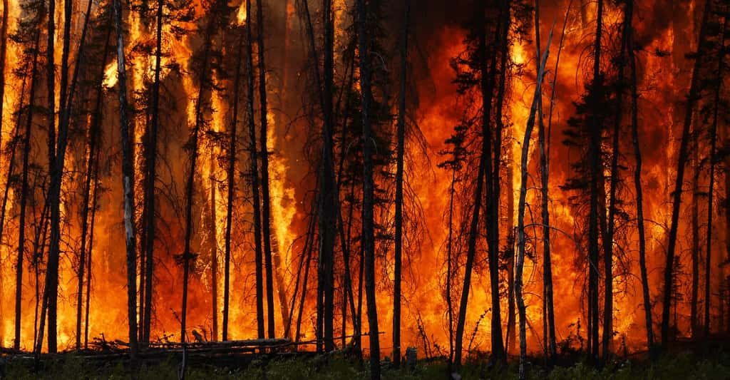 Des chercheurs de l’université d’East Anglia (UEA, Royaume-Uni) rapportent que les feux de forêt sont de plus en plus fréquents et violents et que cela a des conséquences sur le climat, la santé et la biodiversité. © Stefan Doerr, Université d’East Anglia