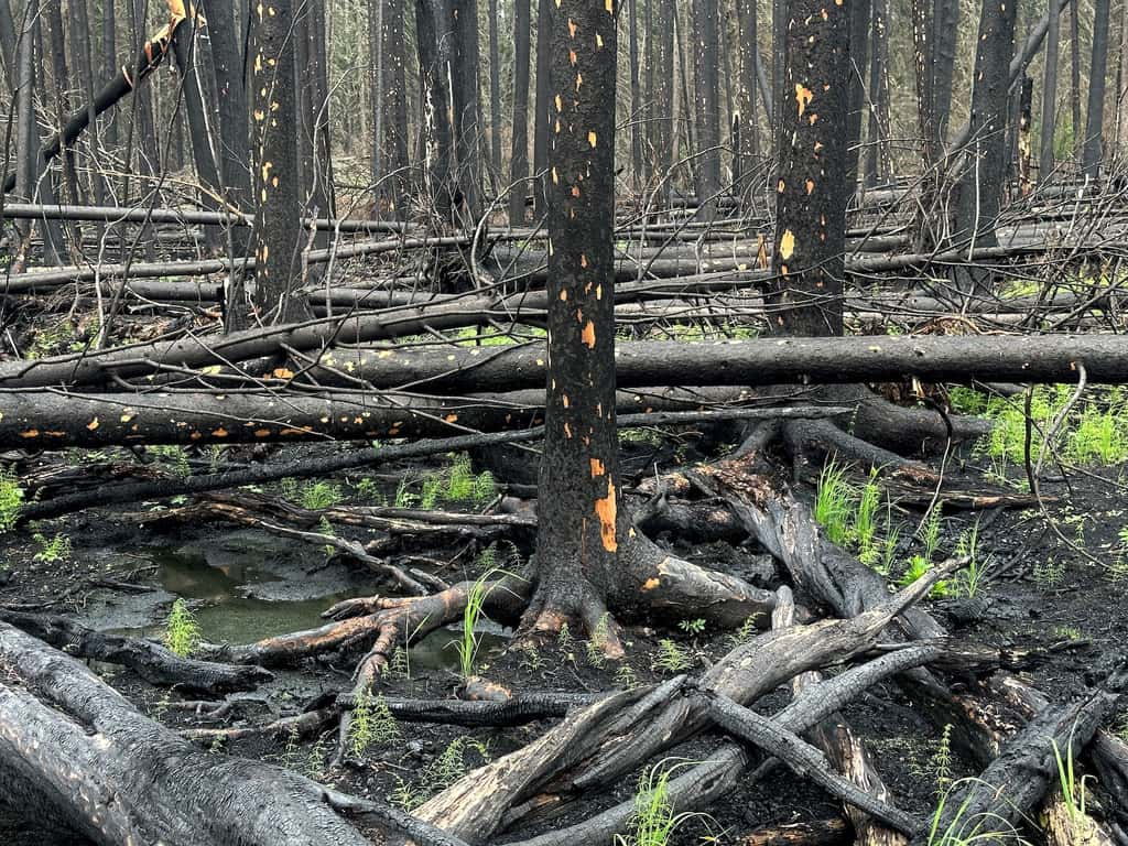 Après un feu de forêt – ici au Canada, en 2023 –, la biodiversité aussi bien végétale qu’animale peut avoir bien du mal à se relever. © Stefan Doerr, Université d’East Anglia