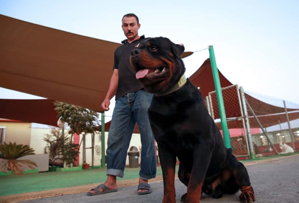 Le flair des chiens permettrait d'établir un diagnostic rapide et non-invasif. © Khalil Mazraawi, AFP 