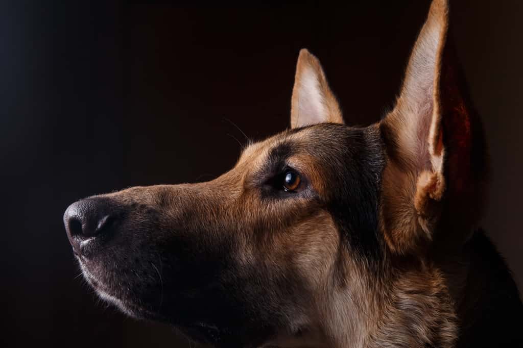 Des chercheurs britanniques vont tenter de dresser des chiens pour détecter le nouveau coronavirus. © Alexandr, Adobe Stock