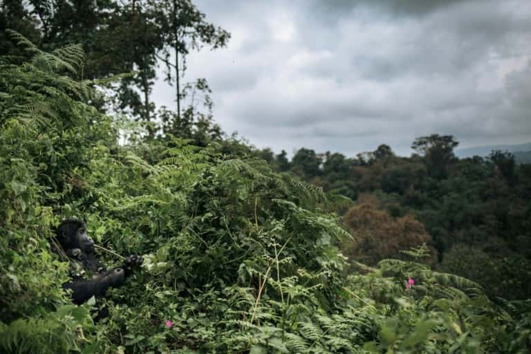 Des gorilles (à gauche) dans la forêt du parc national de Kahuzi-Biega en République démocratique du Congo, le 30 septembre 2019. © Alexis Huguet, AFP