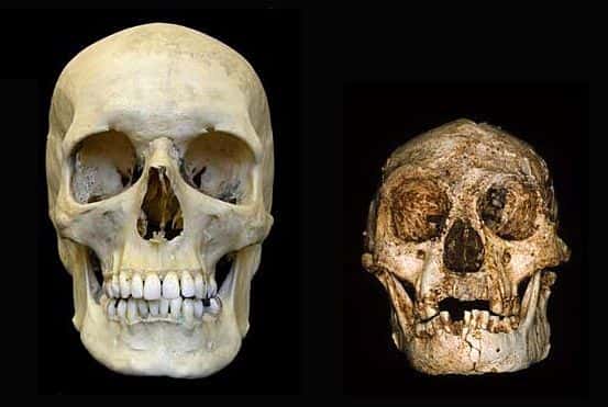 Comparaison entre un crâne humain contemporain et celui de l’Homme de Florès (en fait une femme) découvert en 2003 en Indonésie. Le volume occupé par le cerveau a été estimé à 380 cm<sup>3</sup>, une valeur impossible pour un <em>Homo sapiens</em> adulte. Erreur, affirme une nouvelle équipe, la bonne valeur serait 430 cm<sup>3</sup>, ce qui ramènerait la petite dame de Florès dans l’espèce à laquelle appartiennent les humains actuels. © Peter Brown