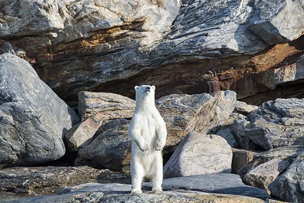 L’ours polaire est le plus grand carnivore terrestre. Et c’est sur la banquise qu’il chasse, se repose et se reproduit. Une banquise que le réchauffement climatique menace de plus en plus. Alors, avant que l’ours polaire ne disparaisse avec elle, montrez-le sur votre T-shirt ou sur votre sweat SOS Planète. © Florian Ledoux, tous droits réservés