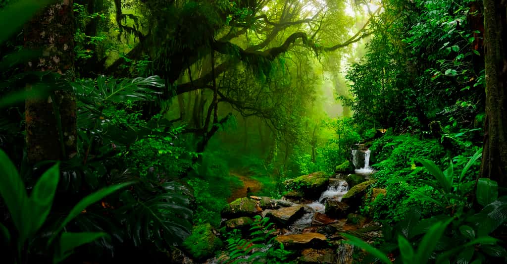 De grandes parties de la forêt amazonienne pourraient être remplacées par de la savane avec un réchauffement d’à peine +2 °C. De quoi bouleverser la vie sur l’ensemble du continent et entraîner l’émission d’encore plus de dioxyde de carbone (CO<sub>2</sub>) dans l’atmosphère. © quickshooting, Adobe Stock