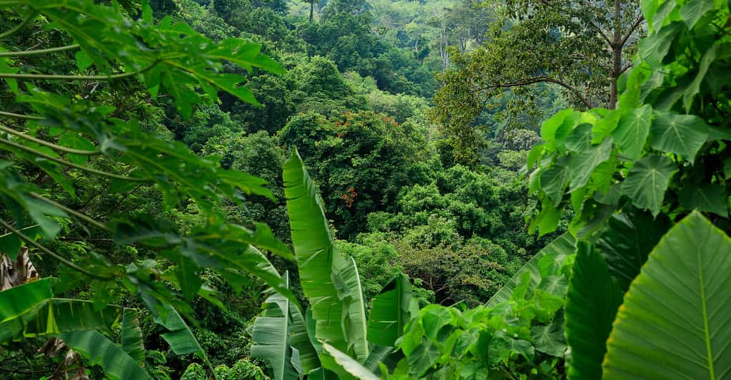 La compensation carbone passe souvent par la reforestation des forêts tropicales. © Ilya, Adobe Stock
