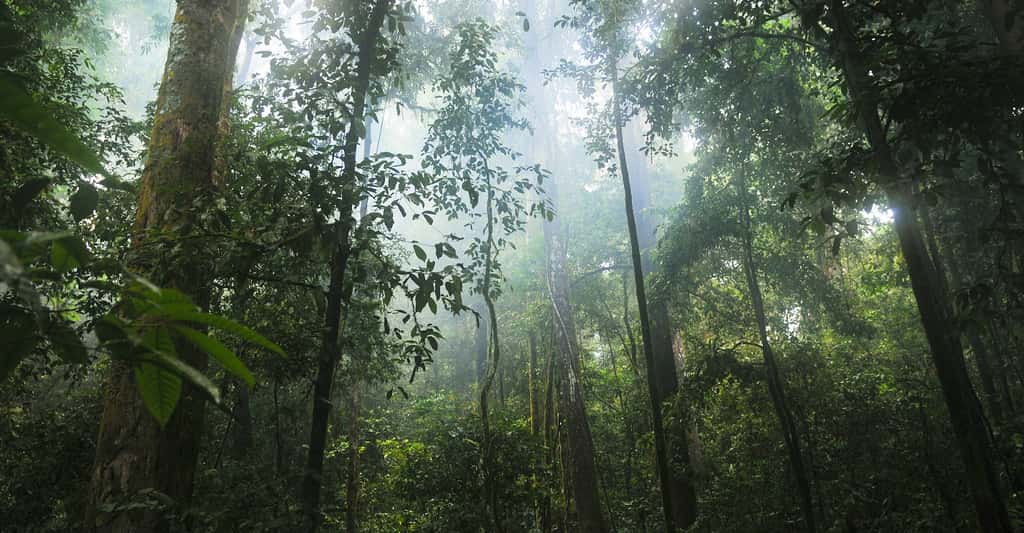 Les forêts tropicales primaires sont essentielles pour stocker le carbone et fournir un habitat aux jaguars, aux orangs-outans, aux gorilles et à tant d’autres animaux. Mais selon <em>Global Forest Watch</em>, elles sont en net recul. © stokpic, Pixabay License