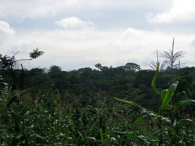 En Afrique, la forêt tropicale ou forêt du bassin du Congo, s'étend sur plus de 2 millions de kilomètres carrés. La déforestation menace ce genre de forêt. &copy; Julie Dewilde, Flickr, cc by nc sa 2.0