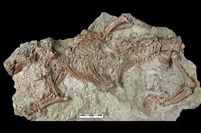 Le fossile de l’<em>Adalatherium</em> découvert par des chercheurs du <em>Denver Museum of Nature & Science</em> (États-Unis) à Madagascar. © <em>Denver Museum of Nature & Science</em>