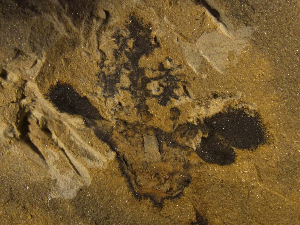 Un fossile de <em>Nanjinganthus dendrostyla</em> montrant son ovaire (en bas au centre), ses sépales et ses pétales (sur les côtés) et son sommet en forme d’arbre. © Fu and al., Académie chinoise des sciences