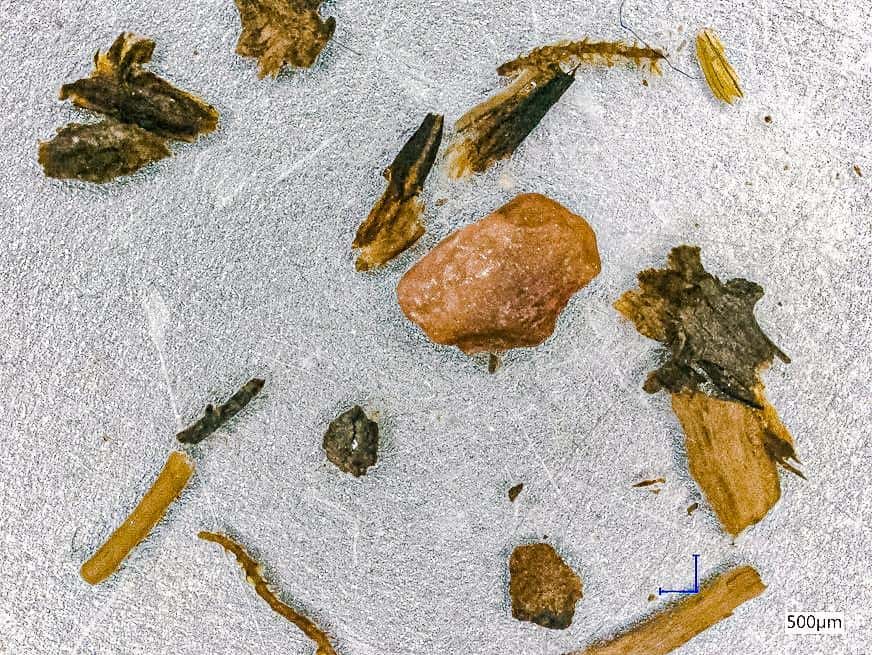 Quelques-unes des brindilles et des mousses extraits de la carotte glaciaire étudiée par les chercheurs de l’université du Vermont (États-Unis). © Université du Vermont