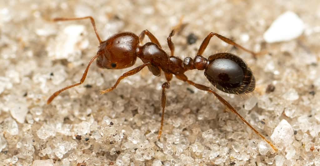 Des chercheurs de l’Institut de Biologia Evolutiva (Espagne) confirment la présence en Sicile de Solenopsis invicta, la fourmi de feu. © Jesse Rorabaugh, Domaine public