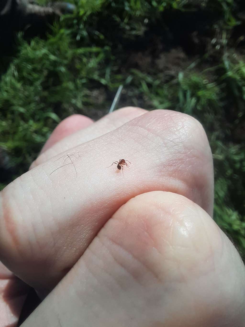 En Sicile, des habitants rapportent ressentir de douloureuses piqûres de fourmis de feu déjà depuis 2019. © <em>Institut de Biologia Evolutiva</em>