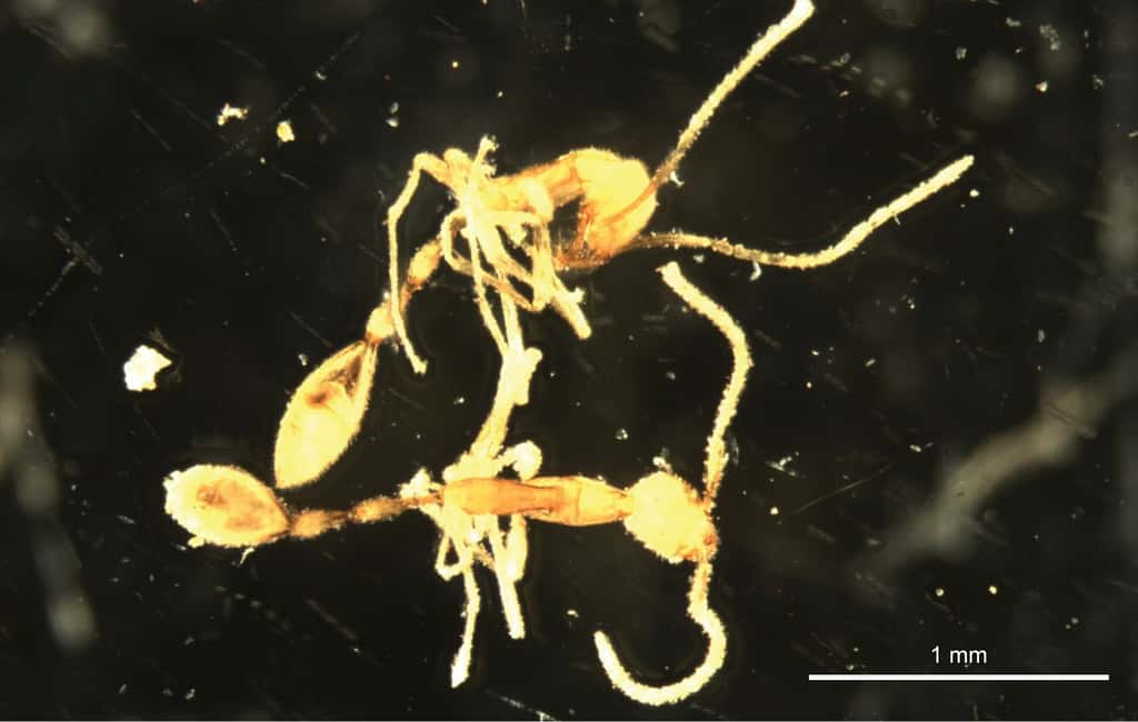 Deux spécimens de fourmis ouvrières <em>Leptanilla voldemort</em> découverts en Australie. © Zookeys
