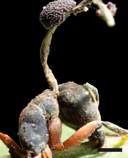 Les fourmis-zombis succombent une fois qu'elles sont arrivées là où les champignons voulaient s'installer. © Plos One