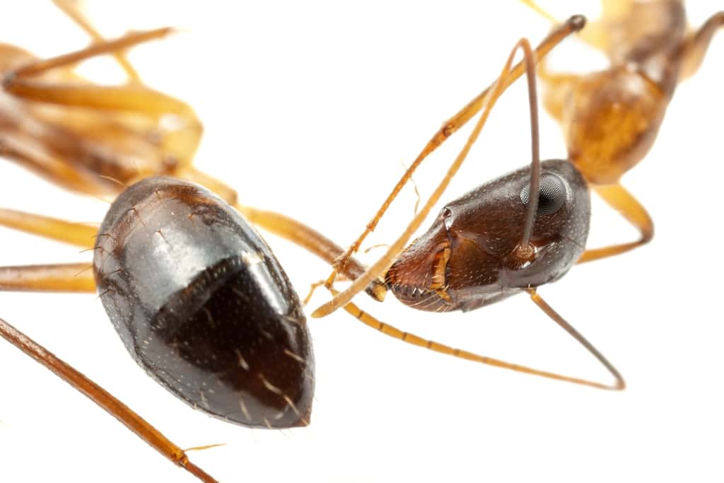 Les fourmis charpentières de Floride (<em>Camponotus maculatus</em>) peuvent choisir d’amputer une sœur si sa blessure à la patte le nécessite. © Bart Zijlstra, Université de Würzburg