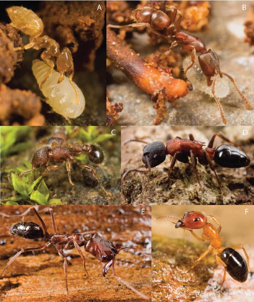 ce-que-les-fourmis-r-v-lent-aujourd-hui-sur-l-avenir-des-cosyst-mes