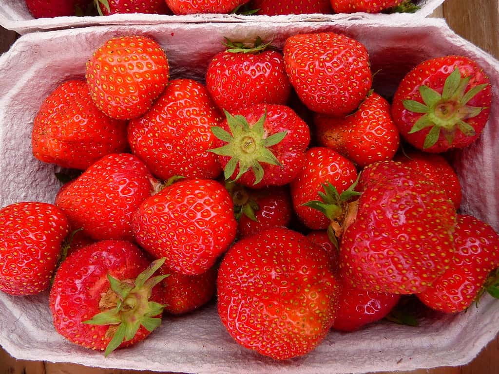 Les fraises en barquettes pourraient être toxiques. Différents pesticides, y compris certaines molécules interdites, ont été retrouvés sur ces fruits par l'association Générations Futures. © 3268zauber, Wikipédia, cc by sa 3.0