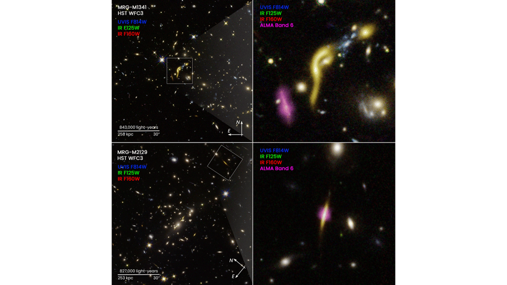 Ici, deux des six galaxies anciennes et massives dans lesquelles la formation d’étoiles a cessé en raison d’un épuisement en hydrogène. En jaune, la lumière des étoiles. En rose, les poussières froides détectées par Alma. En haut, les astronomes les localisent dans une galaxie se situant à gauche de la galaxie cible. En bas, uniquement au centre de la galaxie qui les intéresse. © K. Whitaker, Nasa, ESA